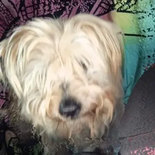 Romeo