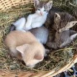 Adopta a Gatitos Camada