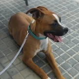 Adopta a Canela