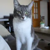 Adopta a Willy