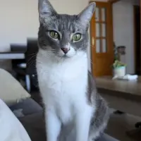 Adopta a Willy