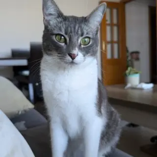 Willy