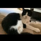 Adopta a Desi Pil