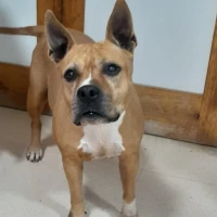 Adopta a Zira