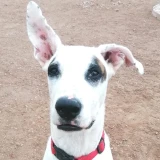 Adopta a Dalia