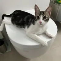 Adopta a Tico.