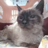 Adopta a Briana