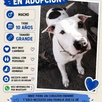 Adopta a Mike