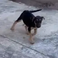 Adopta a No Tiene