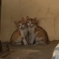 Adopta a Hermanitos