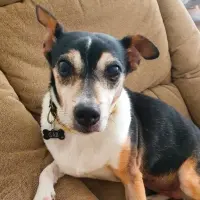 Adopta a Chilli