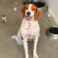Adopta a Tina