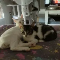 Adopta a Dumont Y Romeo