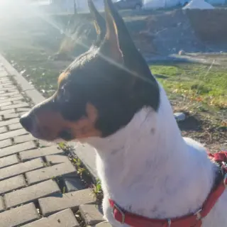 Roco