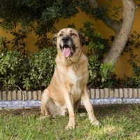 Adopta a Martin