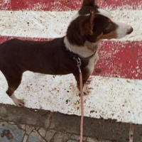 Adopta a Jimi