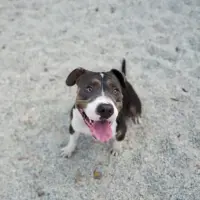 Adopta a Jj