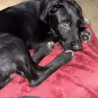 Adopta a Arthur