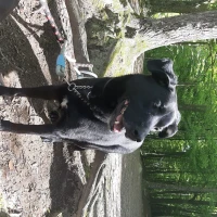 Adopta a Black y Lol