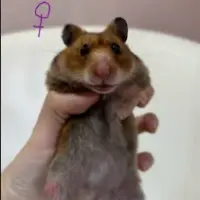 Adopta a Rita