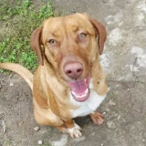 Adopta a Chusa