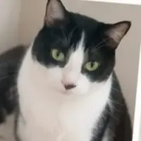 Adopta a Dalí
