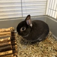Adopta a Oreo