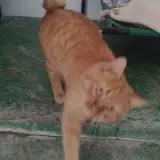 Adopta a Rubio