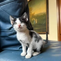 Adopta a Mila
