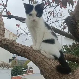 Felisa