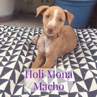 Adopta a Holi Mona