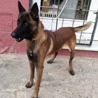 Adopta a África