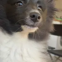 Adopta a Luna