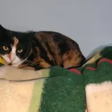 Adopta a Zelda