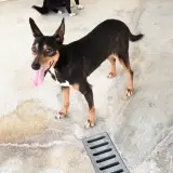 Adopta a Morena, Perrita Super Buena Tlf 645978718