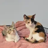 Adopta a Hyoga Y Galleta