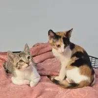 Adopta a Hyoga Y Galleta