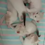 Adopta a Gatitos