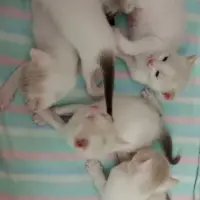 Adopta a Gatitos
