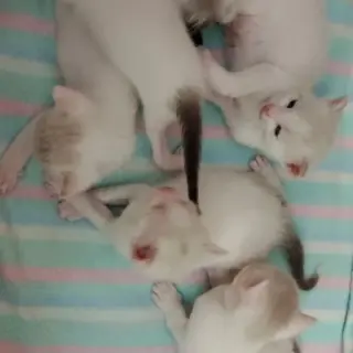 Gatitos