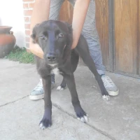 Adopta a Rio
