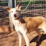 Adopta a Paloma