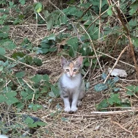 Adopta a Camada De Gatitos