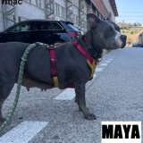 Adopta a Maya