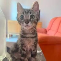 Adopta a Grogu