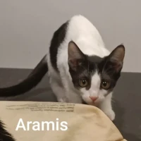 Adopta a Aramis