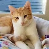 Adopta a Jerry