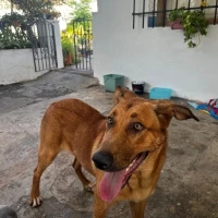 Adopta a Leo