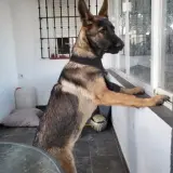 Adopta a Tayron