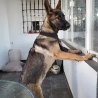 Adopta a Tayron